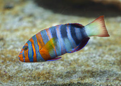 Coburg Aquarium | Tuskfish Harlequin | Shop marine aquarium fish online