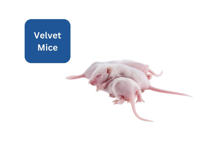 Coburg Aquarium | Velvet Mice Frozen Reptile Food