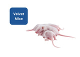 Frozen Mice - Velvet