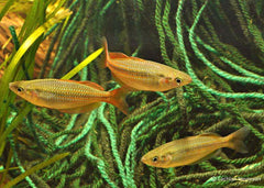 Coburg Aquarium | Eastern Rainbowfish | Shop rainbowfish online