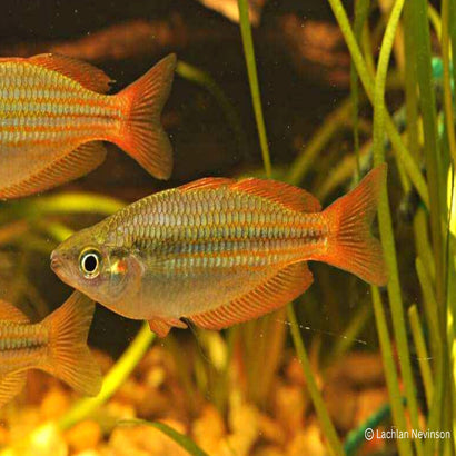 Coburg Aquarium | Eastern Rainbowfish | Shop rainbowfish online