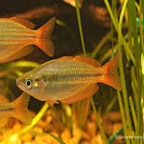Eastern Rainbowfish - Wallaby Creek