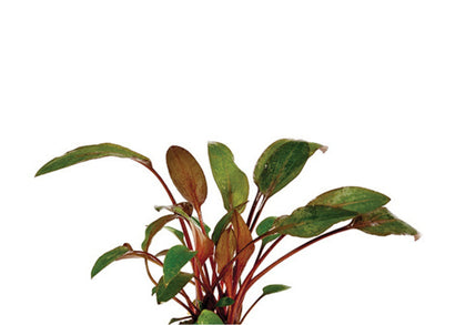 Crypt. Wendtii - Loose