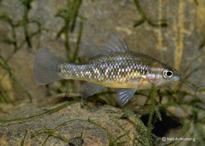 Native Fish Australia