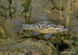 Pygmy Perch - Western