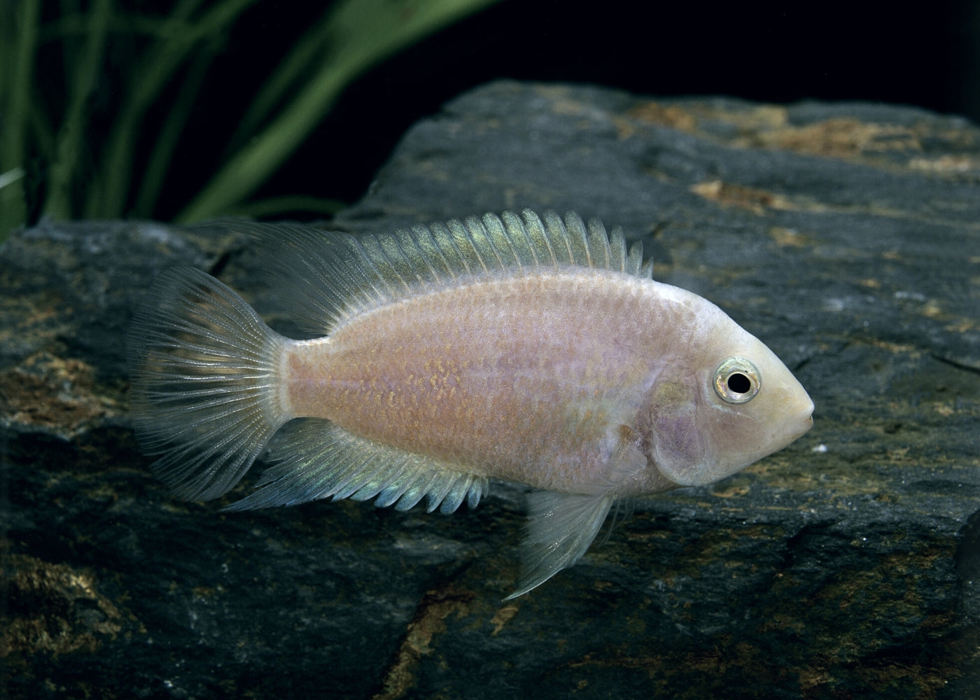White Convict | Cichlid Fish | Live fish online | Aquarium Shop | coburgauqarium.com.au｜Aquarium Shop | Aquarium FIsh for sale | Tropical fish store | Freshwater Fish | Coburg Aquarium