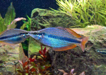 Coburg Aquarium | Wonga Creek Rainbow Fish | Shop rainbowfish online