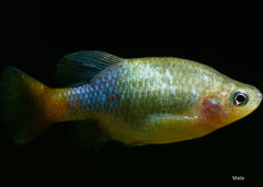 Coburg Aquarium | Red Tail Goodeid | Shop aquarium fish online