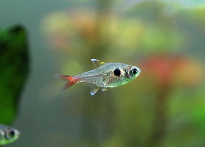 Coburg Aquarium | Yellow Phantom Tetra | Shop Live Fish Online