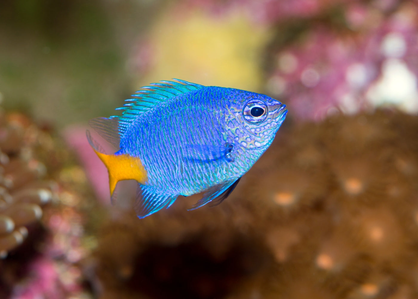 Yellowtail Damselfish Yellowtail Damselfish Chrysiptera Parasema yellowtail-damselfish-yellowtail-damselfish-chrysiptera-parasema