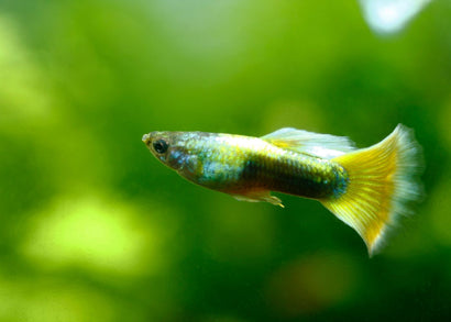 Coburg Aquarium | Yellow Tuxedo Guppy | Shop tropical aquarium fish online