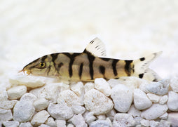 Coburg Aquarium | Pakastani Loach | Live aquarium fish online