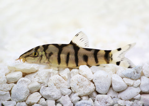 Pakistani Loach Shop Tropical Freshwater Fish Coburg Aquarium