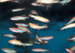 Coburg Aquarium | Danio Assorted | Shop live aquarium fish online