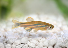 Coburg Aquarium | Danio Assorted | Shop live aquarium fish online