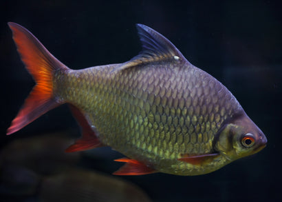 Coburg Aquarium | Tinfoil Barb | Shop live aquarium fish online