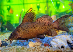 Coburg Aquarium | Featherfin Catfish | Shop live aquarium fish online