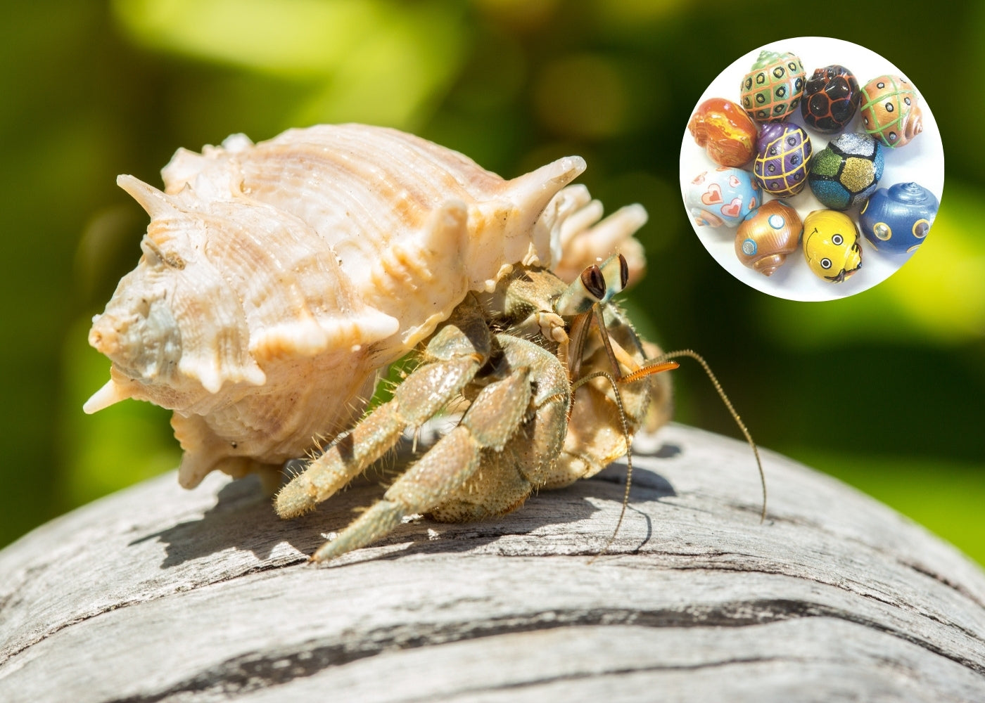 Crab On Shell Empty Hermit Crab Shell
