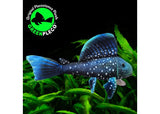 Fish Plushie - Blue Phantom Pleco 30cm