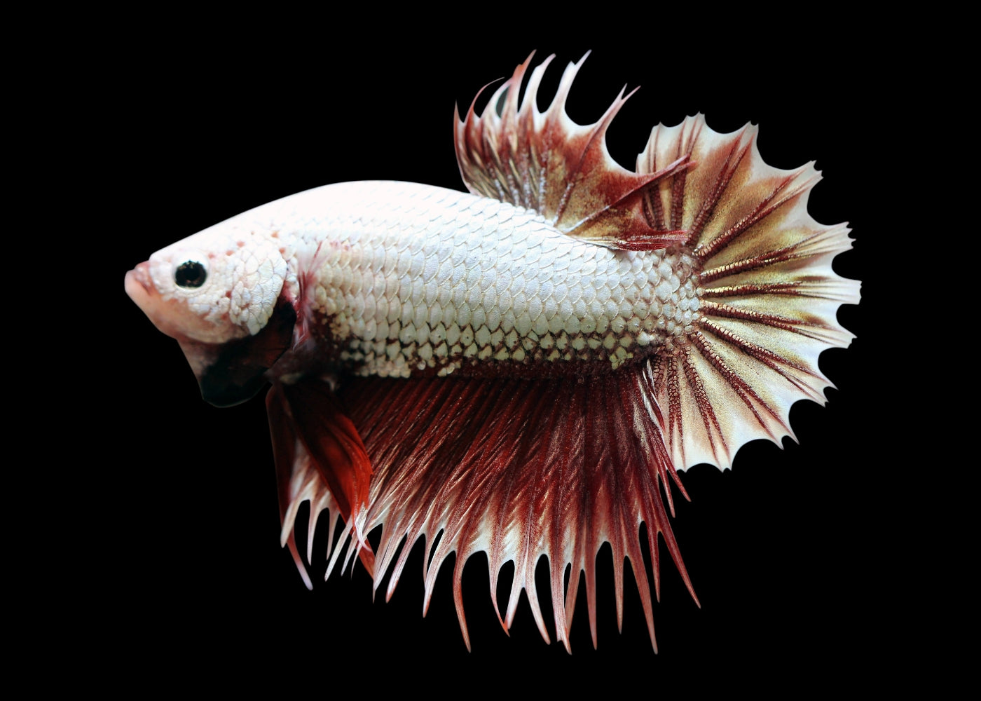 Coburg Aquarium | Crowntail Plakat betta | Shop betta fish online