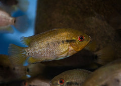 Rainbow Cichlid