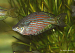 Coburg Aquarium |  rubrostriata rainbowfish | Shop rainbowfish online