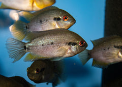 Rainbow Cichlid