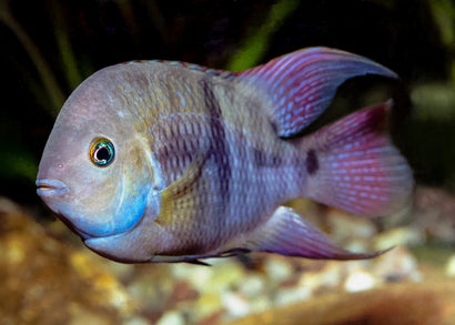 Amatitlania sajica, the T-bar cichlid or Sajica cichlid