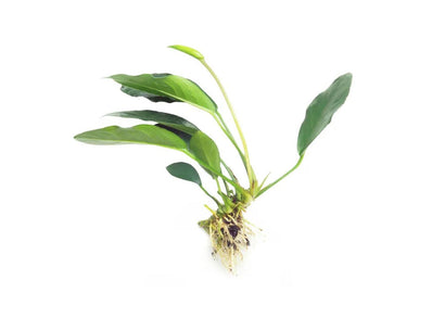 Anubias Lucy