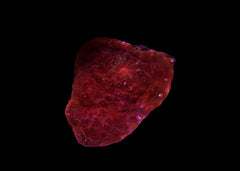 Chalice Coral - A grade Small