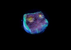 Chalice Coral - A grade Small