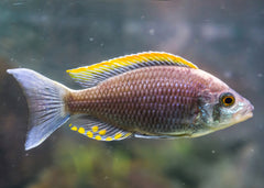 Copadochromis Virginalis 