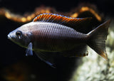 Copadochromis Virginalis 
