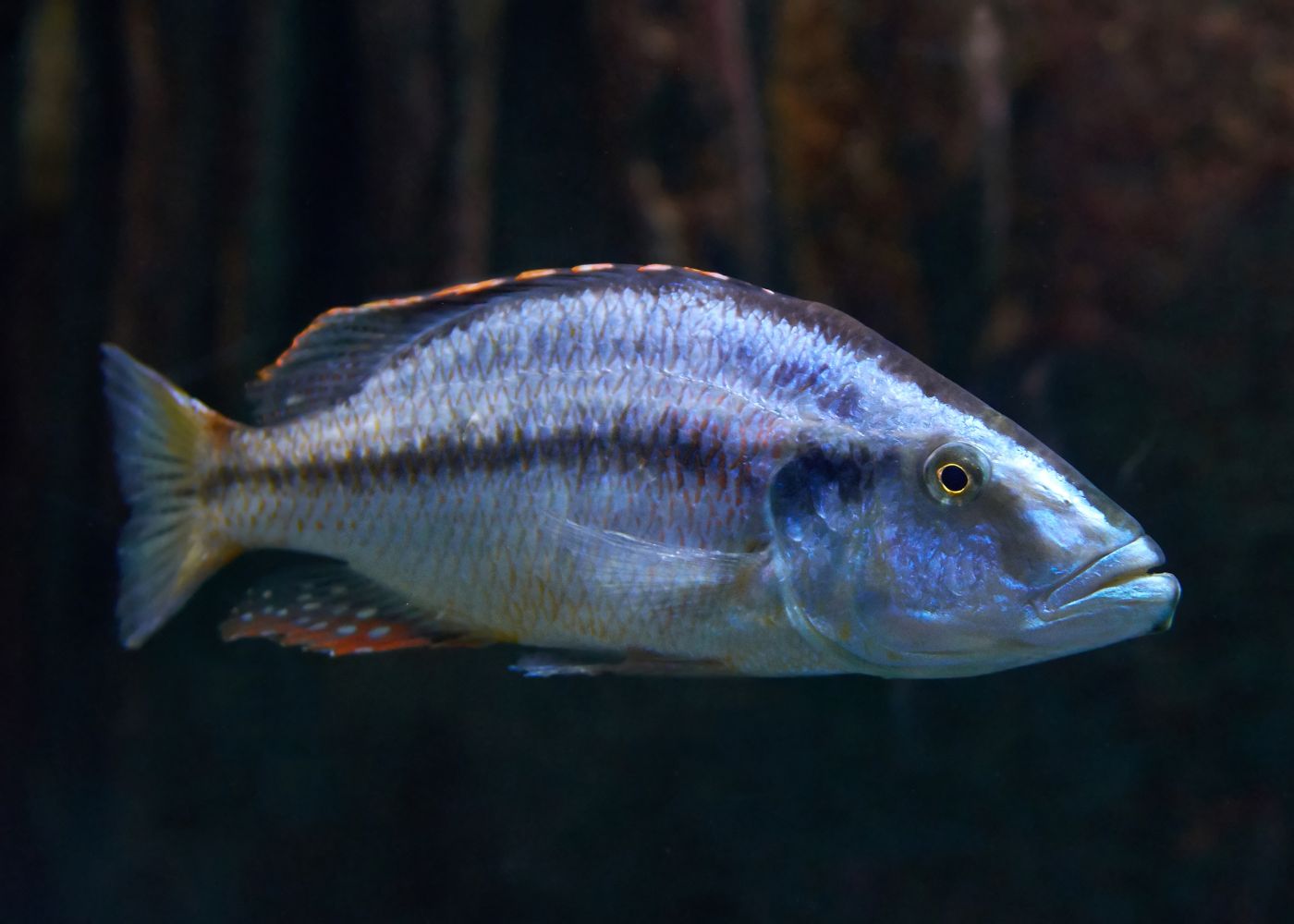 Dimidiochromis Compressiceps (Eye Biter)