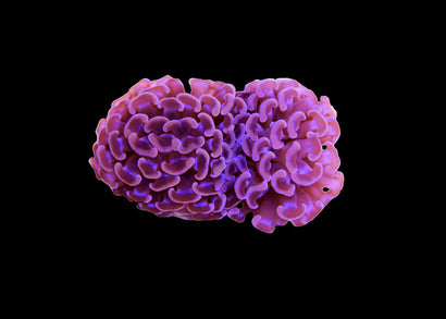 Hammer Coral - Pink (Euphyllia ancora) Large