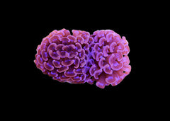 Hammer Coral - Assorted (Euphyllia ancora) Small