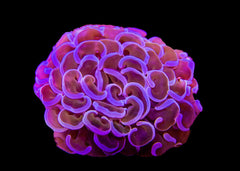 Hammer Coral - Assorted (Euphyllia ancora) Small