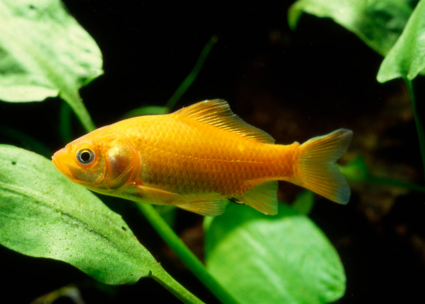 Comet Golden Aquarium Goldfish Coldwater Fish in Coburg Aquarium