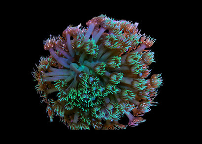 Medium Golfball Coral - Goniopora species - Assorted