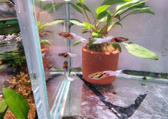Guppy Endler- Opal