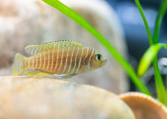 Lamprologus Similis
