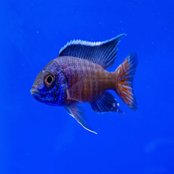 Peacock Cichlid - Assorted