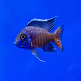 Peacock Cichlid - Assorted