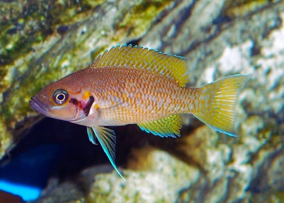 Neolamprologus Helianthus - Sunflower