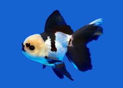 Panda Oranda Black and White Goldfish swimming in aquarium | Coburg Aquarium