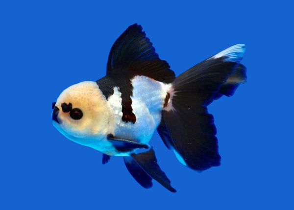Shop Live Fish | Goldfish | Panda Oranda – Coburg Aquarium