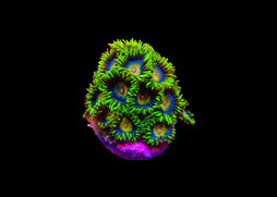 Zoanthids - Assorted Medium