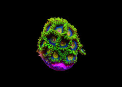 Zoanthids - Assorted Small