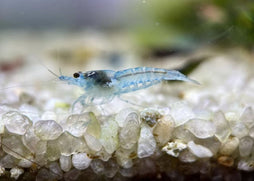 Blue Jelly Shrimp on a bed of small stones with a blurred natural background