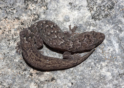 Coburg_Aquarium_Marbelled_gecko